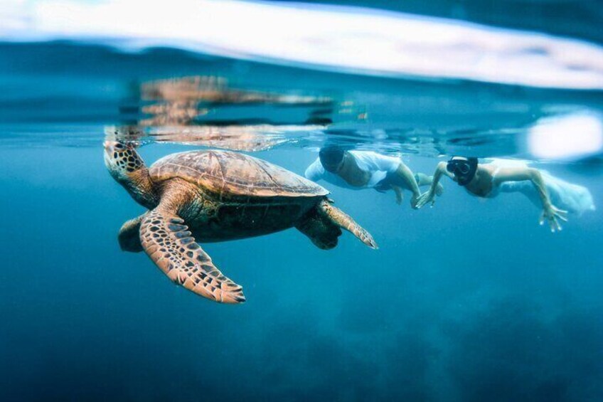 $89 Rarotonga Turtle Tour