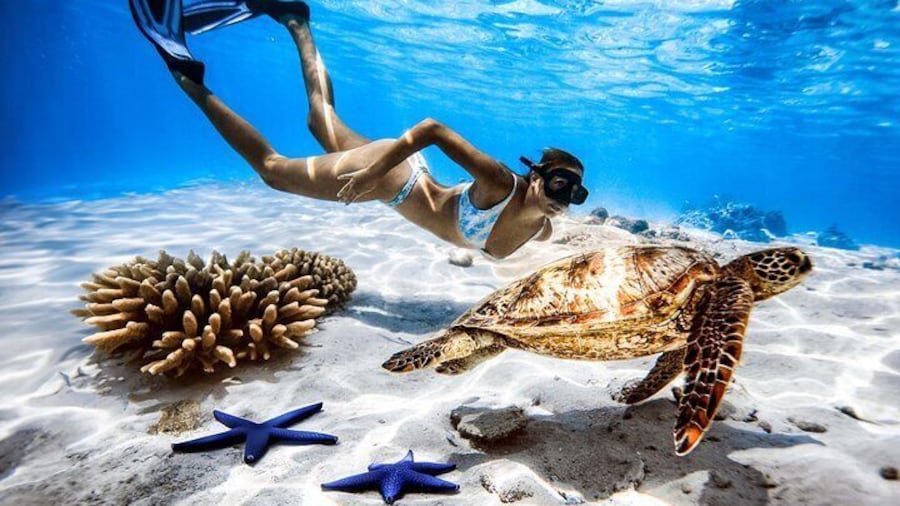 Turtle tour Rarotonga