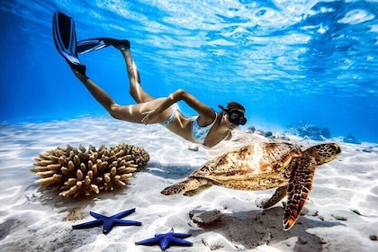 Rarotonga Turtle Tour