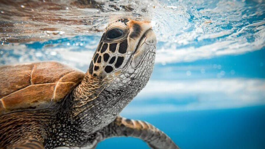 Snorkel Cook Islands