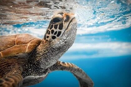 Rarotonga Turtle Tour