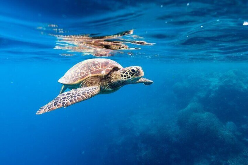 $89 Rarotonga Turtle Tour