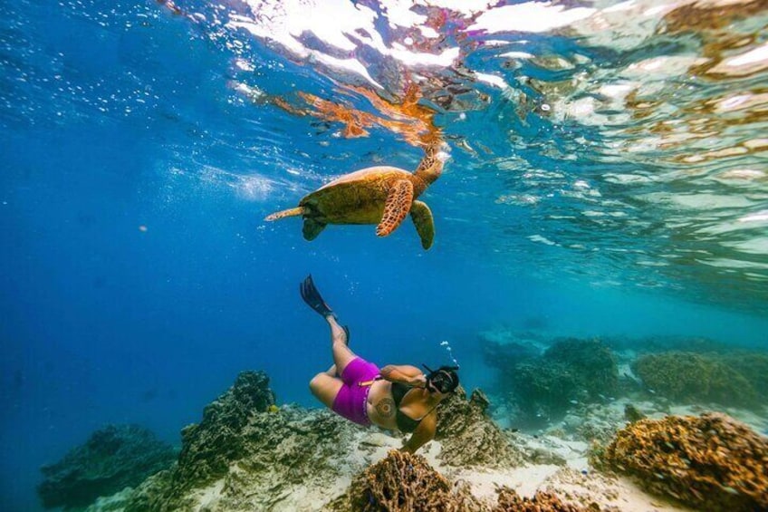 Cook Islands turtle tour