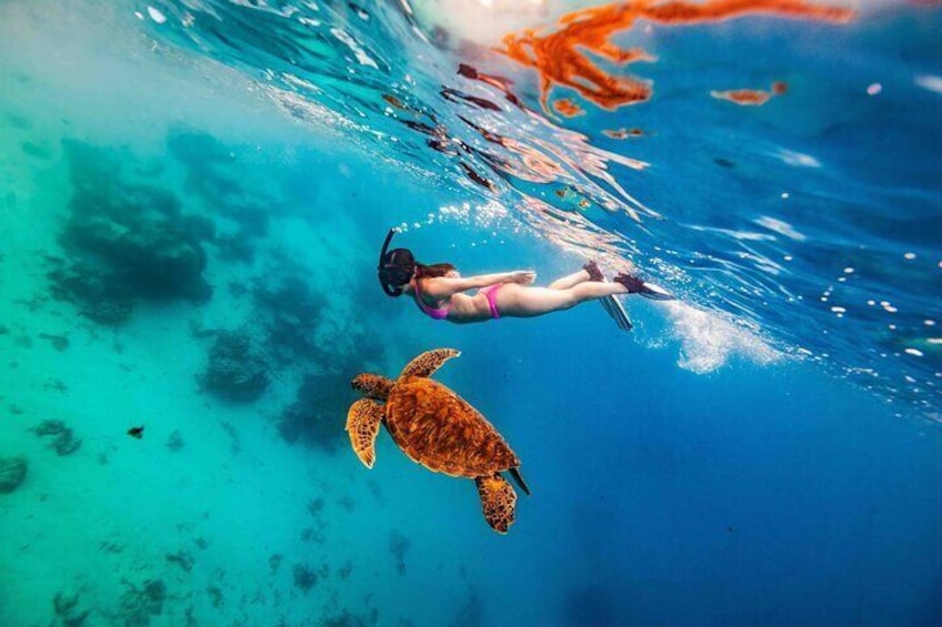 Rarotonga Turtle tour