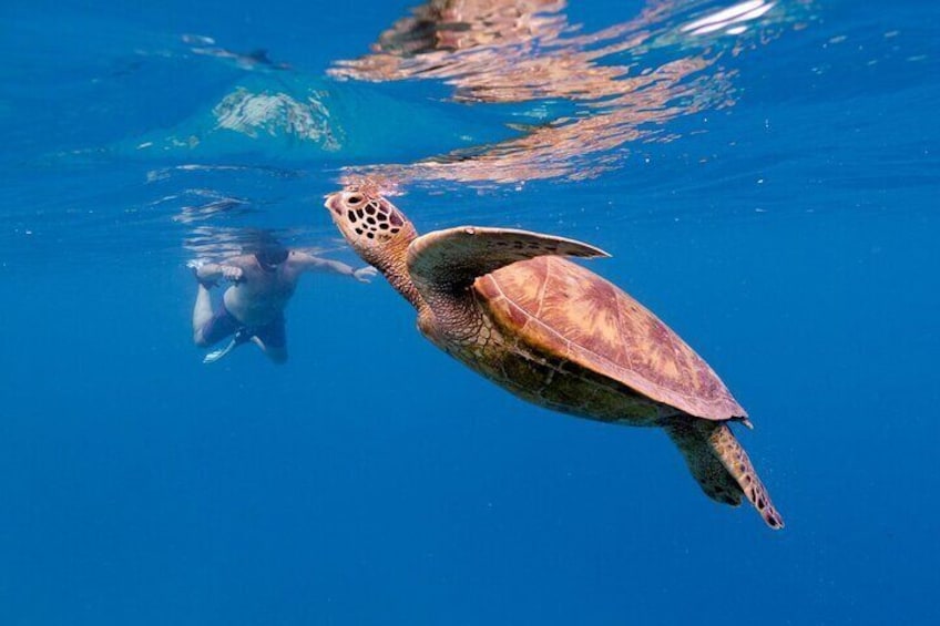 $89 Rarotonga Turtle Tour