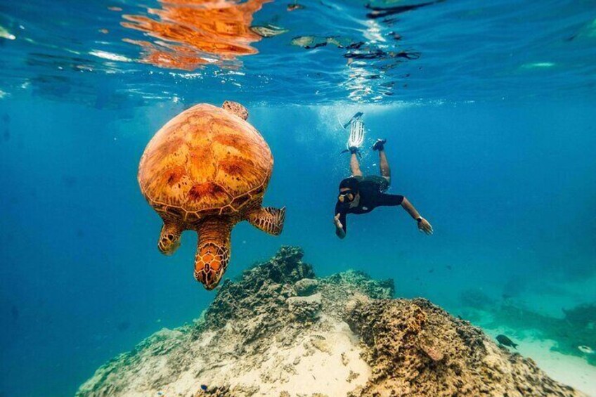 Snorkel Cook Islands