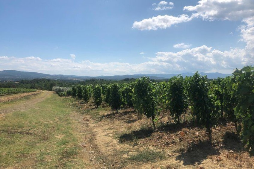 Private wine tour of Chianti (chauffeured)