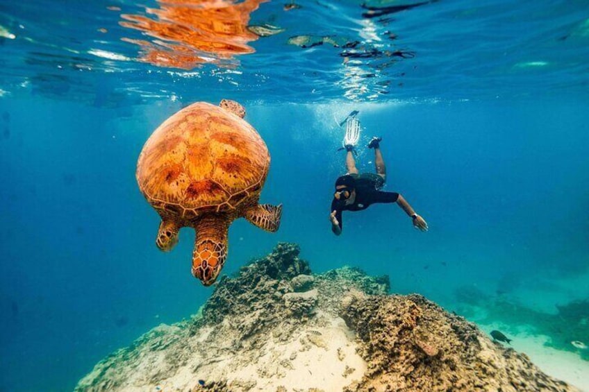 Cook islands turtle tour