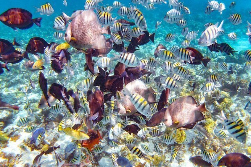Snorkeling Adventure