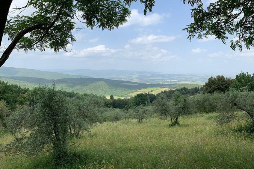 Hiking tour around Montalcino with wine tasting and typical lunch!