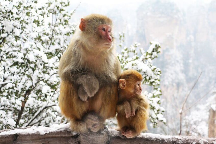 Zhangjiajie Grand Canyon in winter