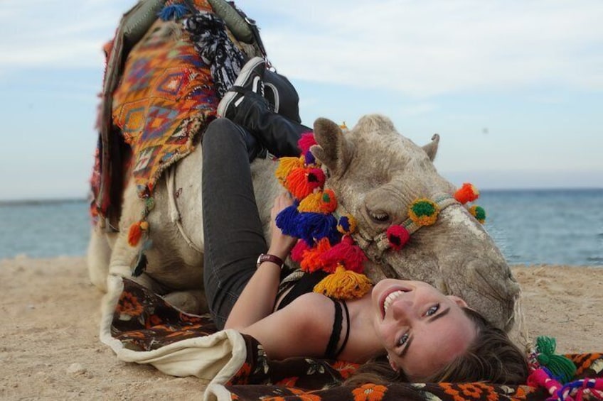 One hour Camel Ride At Amazing Desert - Marsa Alam