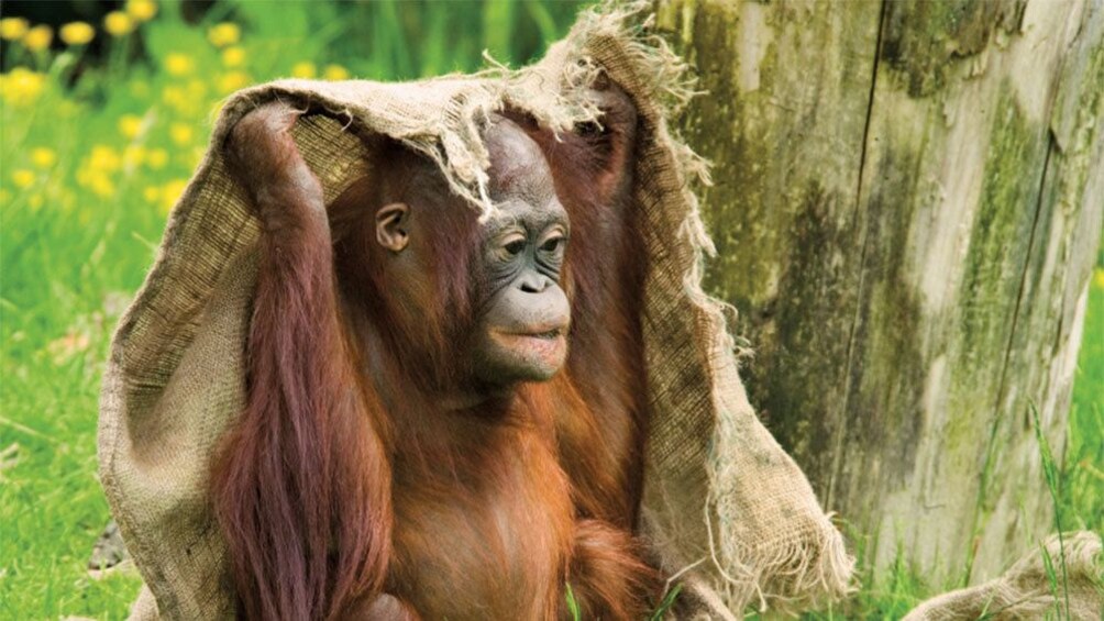 Orangutan covering its head with a burlap sack at the Semenggoh Nature Reserve in Malaysia 

