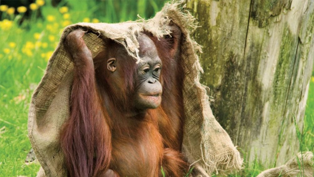 Orangutan covering its head with a burlap sack at the Semenggoh Nature Reserve in Malaysia