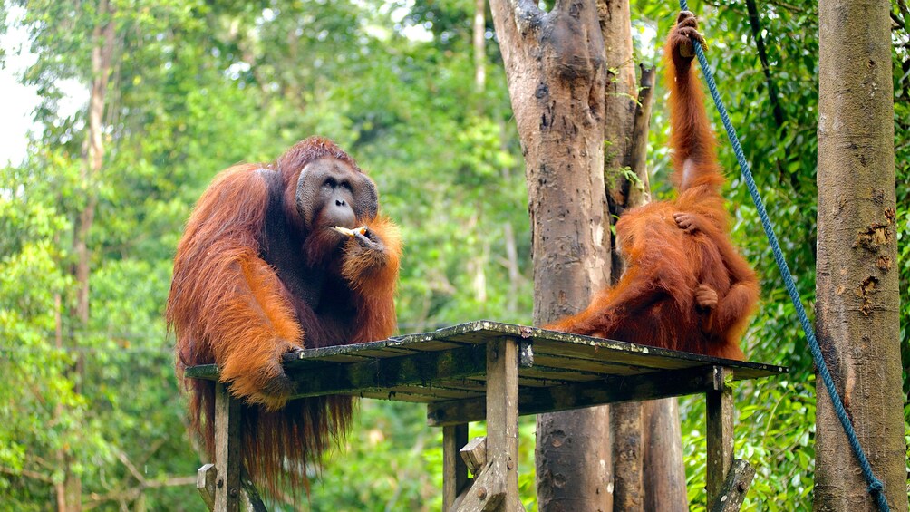 Two orangutans sitting on a platform at the Semenggoh Nature Reserve in Malaysia 
