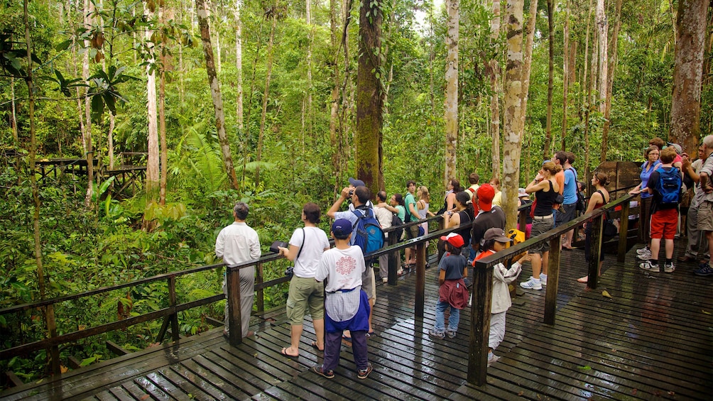 semenggoh nature reserve tours