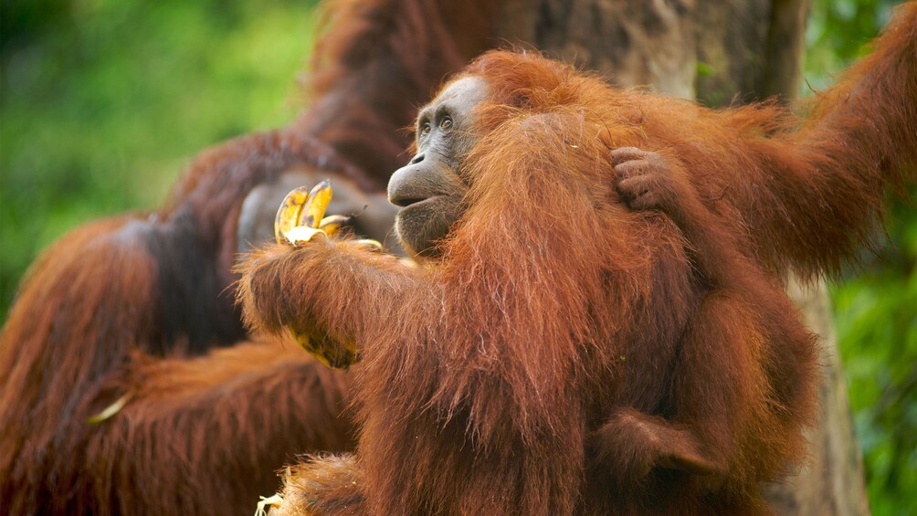 Orangutans eating bananas in Semenggoh Nature Reserveof Malaysia 
