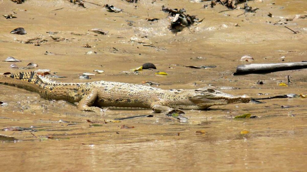 Crocodile on the wildlife tour in Malaysia 