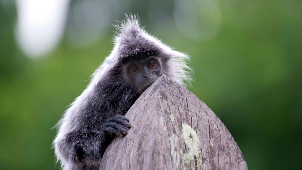 View of a marmoset on a tree branch in Malaysia 