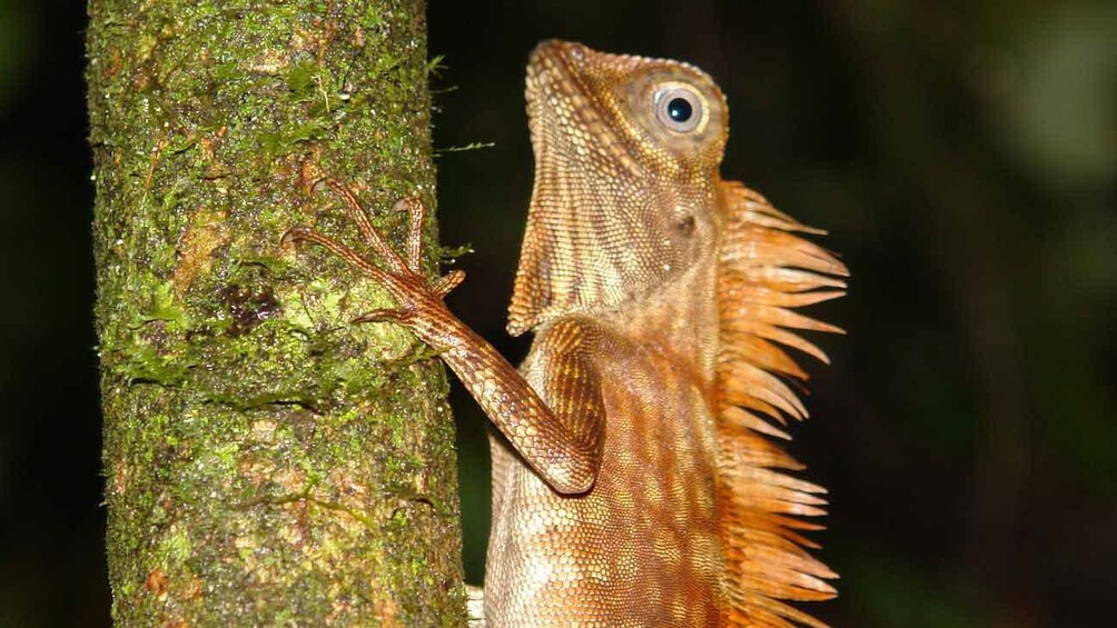 Wildlife in Malaysia