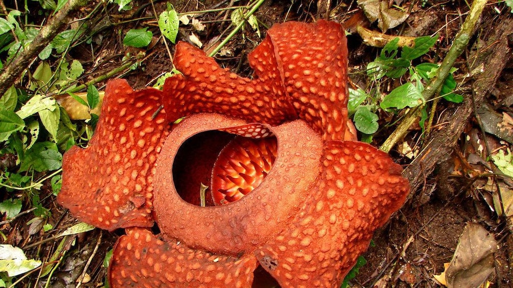 Interesting red plant seen on the Mount Gading National Park Tour in Malaysia 