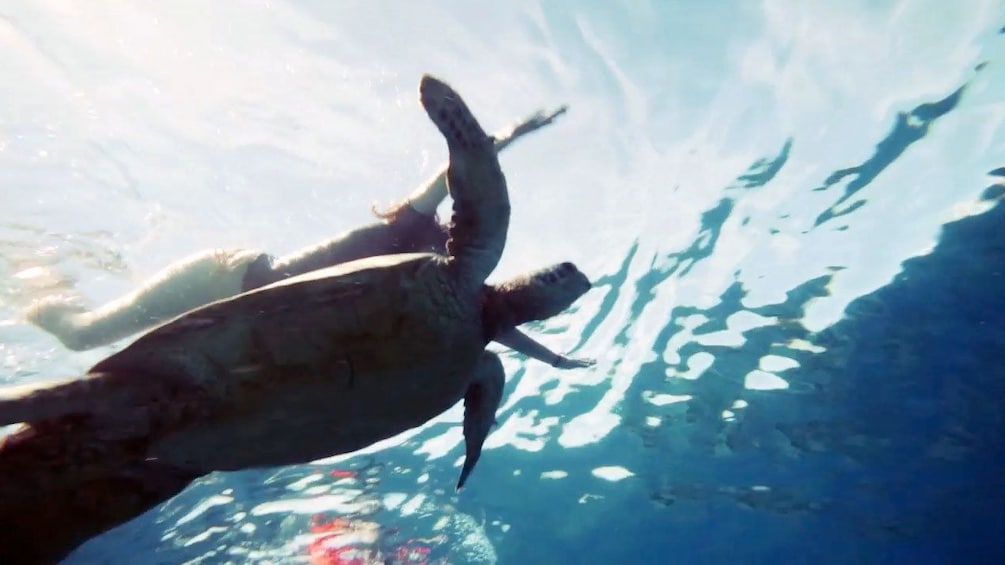 Sea turtle swimming next to a snorkeler in Malaysia 