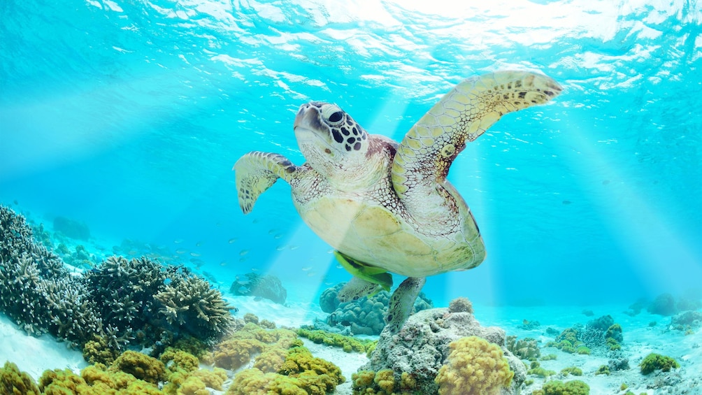 Seat turtle swimming in Malaysia 