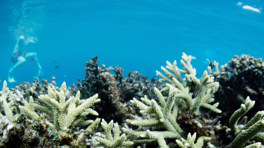 Coral reef in Malaysia 