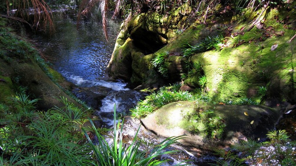 small creek surrounded by wild plants in Malaysia