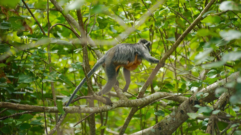 wild monkey and its young in Malaysia