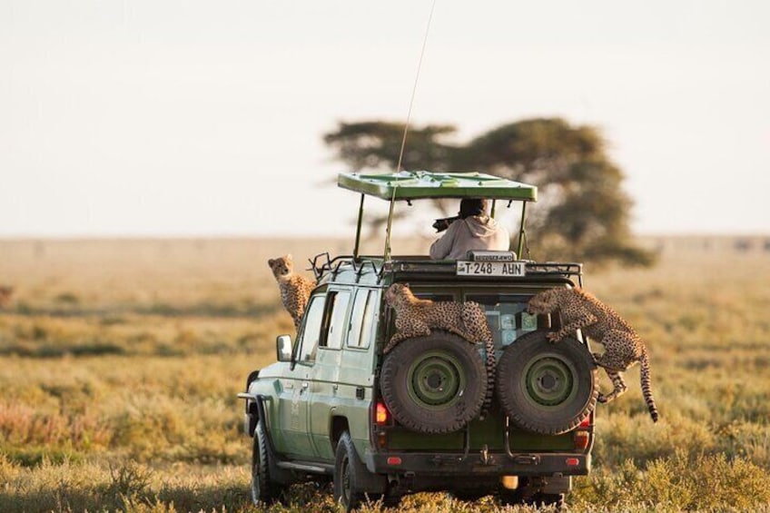 2 Days Enjoy Serengeti National Park with Balloon Safari