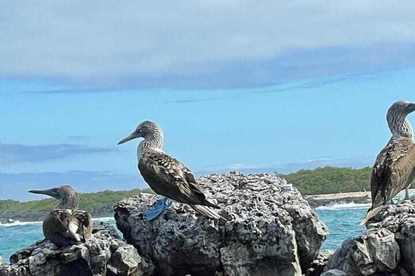 4 Days Galapagos " Total Experiences "