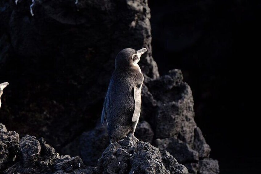 4 Days Galapagos " Total Experiences "