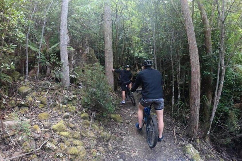 Explore Downhill Mountain in 3-Hour Bike Tour from Hobart