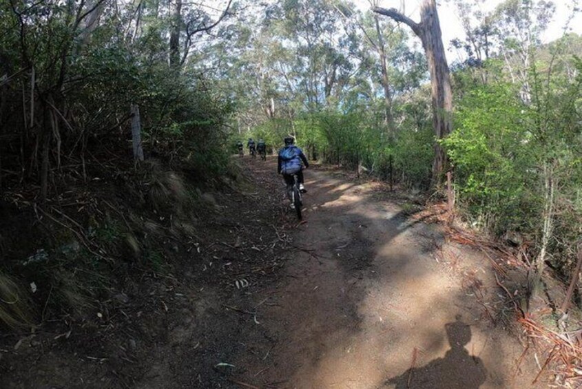 Explore Downhill Mountain in 3-Hour Bike Tour from Hobart