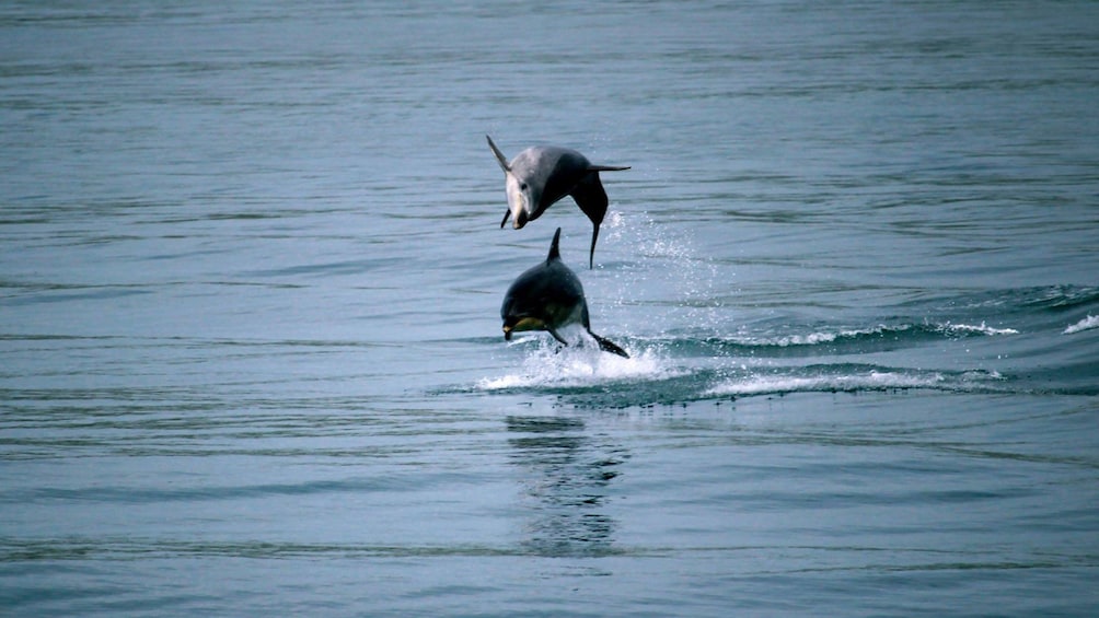 dolphins flipping into the air in Saint Lucia