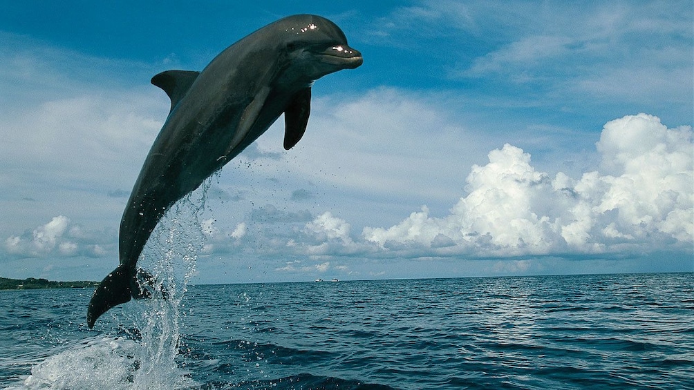 dolphin jumping through the air in Saint Lucia