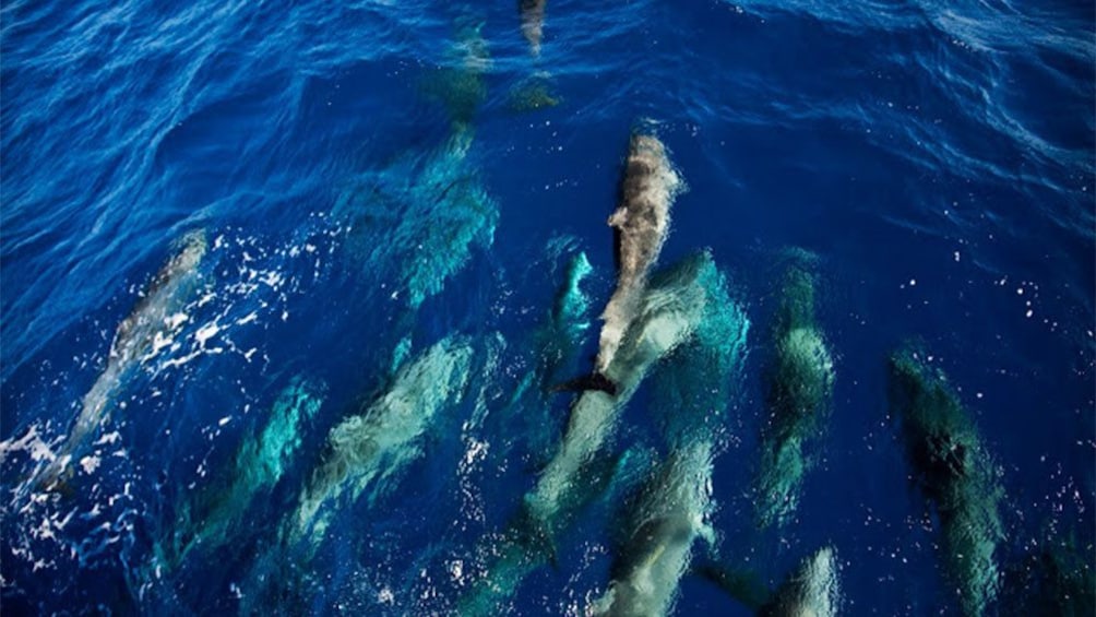 spotting a pod of dolphins in Saint Lucia