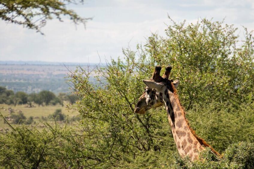 Daan Viljoen Sunrise: A Wildlife Discovery Hike