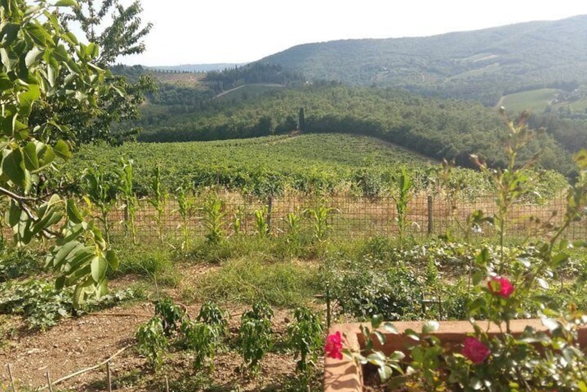 Tuscany Countryside