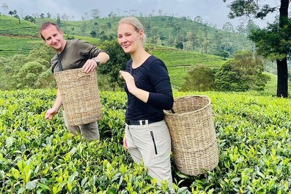 Nuwara Eliya Tea factory,plantation and Water Falls Tour