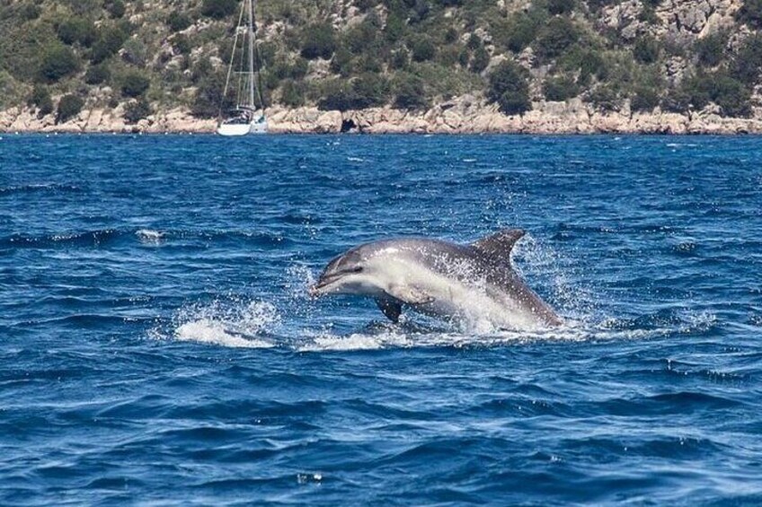  Boat Dolphins Safari and Snorkeling