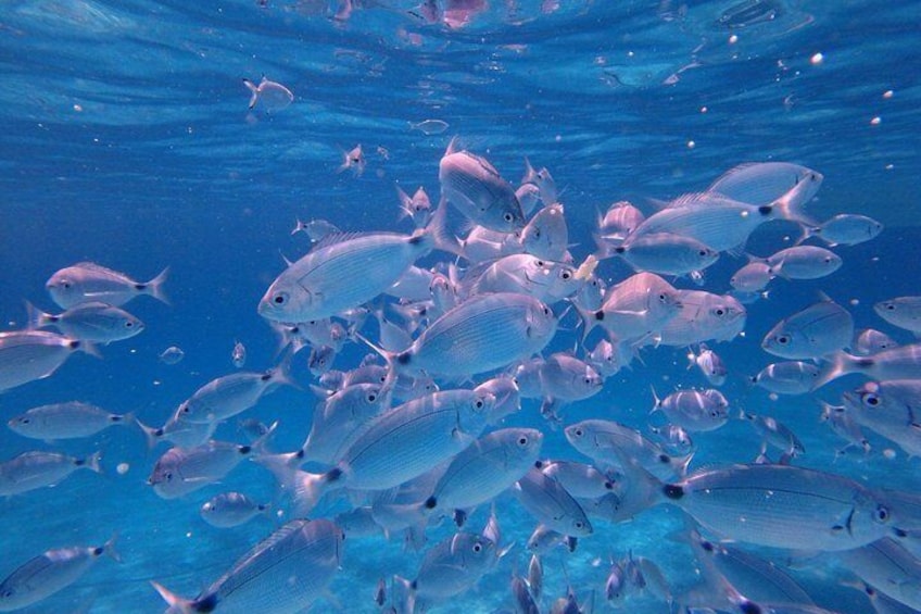 Snorkeling