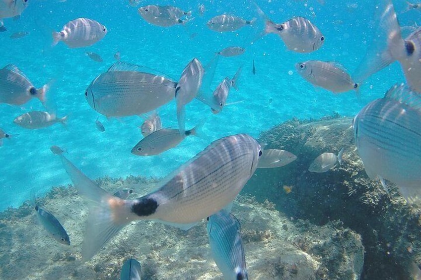 Fishes inside the sea of Campulongu beach