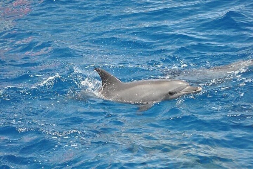 Dolphin Watching Tour with Snorkeling on the island of Figarolo