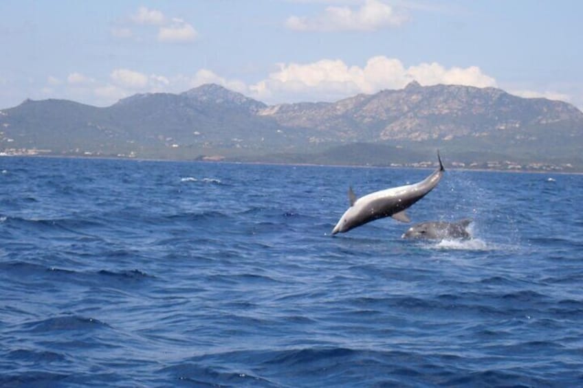 Dolphin Watching Tour with Snorkeling from Olbia