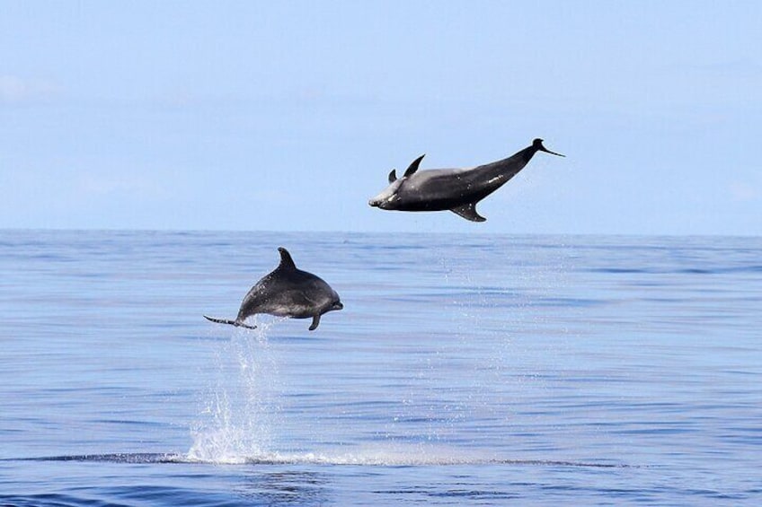 Dolphin Watching Tour with Snorkeling from Olbia