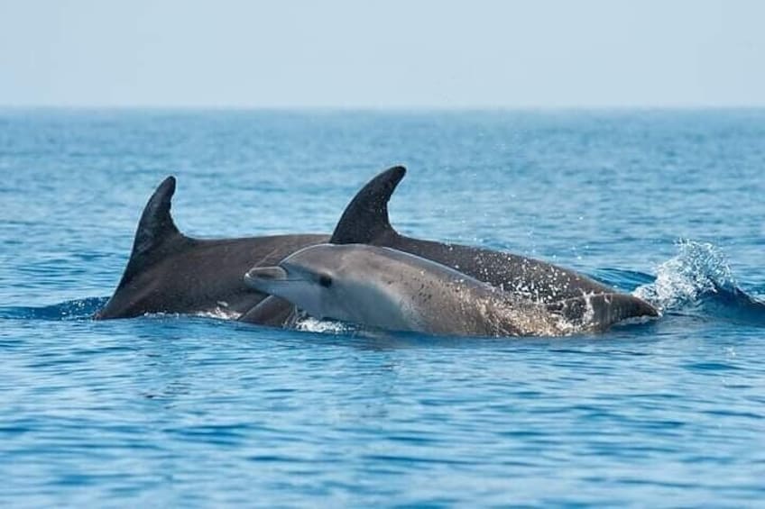Dolphin Watching Tour with Snorkeling on the island of Figarolo