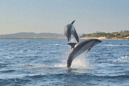 Delfinbeobachtungstour mit Schnorcheln ab Olbia