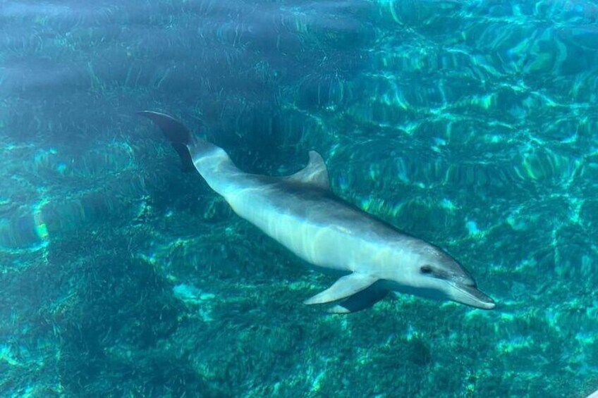 Dolphin Watching Tour with Snorkeling on the island of Figarolo